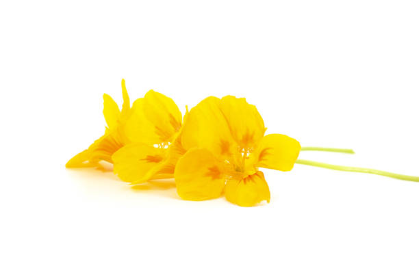 istock Orange and yellow nasturtium. 1421990168