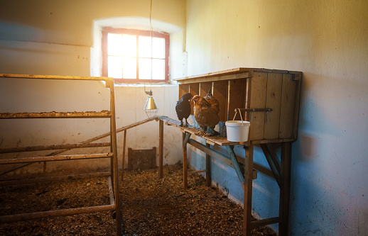 Poultry house with chickens in the village.