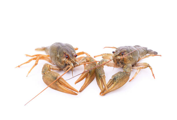 istock Two green crayfish look at each other. 1421992225