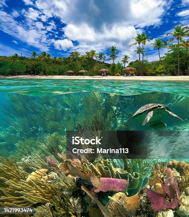 istock Colorful coral reef with many fishes and sea turtle. The people at snorkeling underwater tour at the Caribbean Sea at Honeymoon Beach on St. Thomas, USVI 1421993474