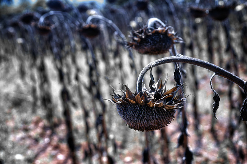 Weathered and dried sunflowers on a field