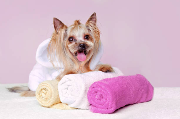 istock Happy little Yorkshire Terrier in white bathrobe sitting on towels 1421993855