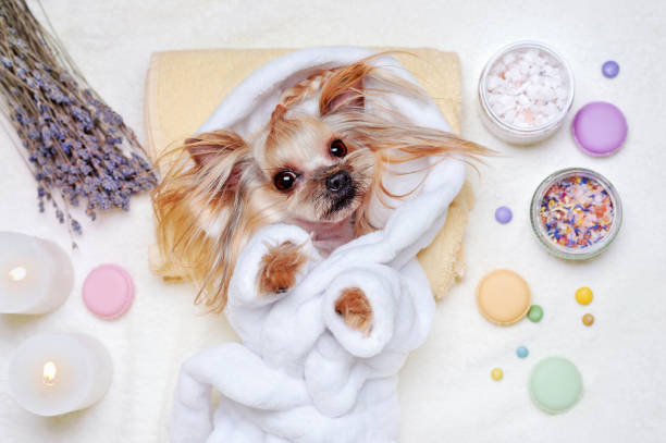 istock Pretty Yorkshire Terrier dressed in bathrobe laying at the SPA procedures 1421993867