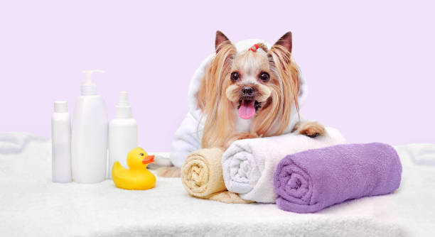 istock Wide banner for grooming salon with yorkshire terrier 1421993879