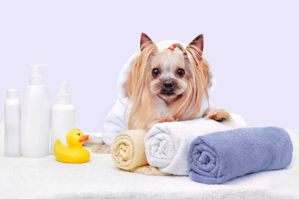 istock Pretty yorkshire terrier against lavender background with spa towels 1421993882