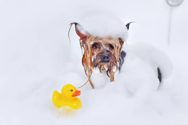 istock Yorkshire terrier getting foam bath with a rubber duck 1421993883
