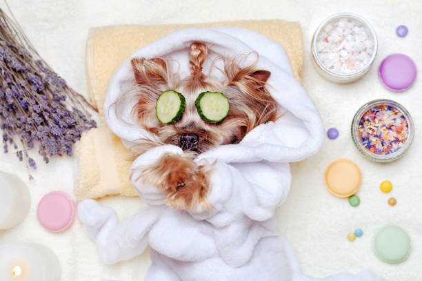 istock Yorkshire terrier having rest at SPA with cucumbers on eyes 1421993885