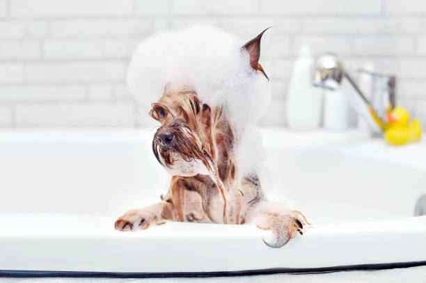 yorkshire terrier con schiuma sulla testa che fa il bagno - pampered pets foto e immagini stock