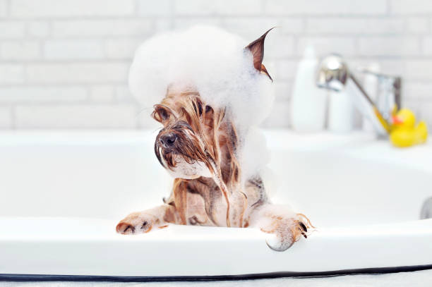 Yorkshire Terrier with foam on head having bath