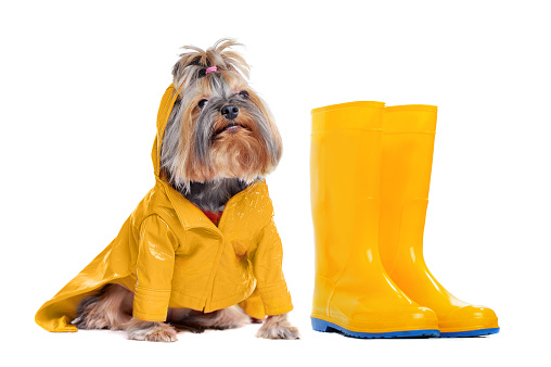 Dog in yellow rain coat with yellow rubber boots against white background