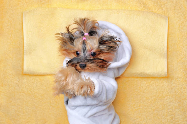 istock View from above of yorkshire terrier having rest in SPA 1421993956
