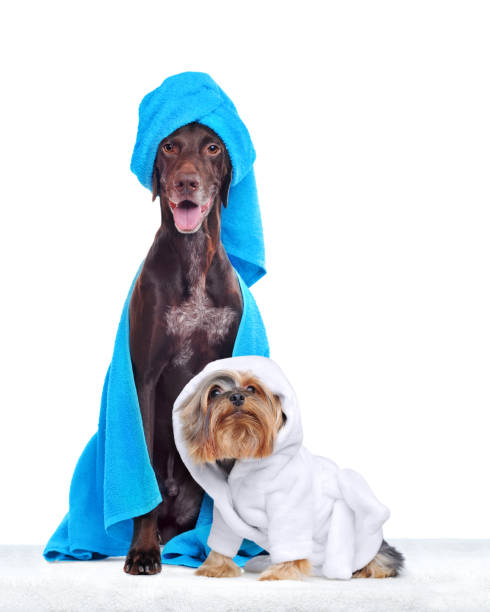 istock Two dogs of different breed after bathing against white background 1421993961