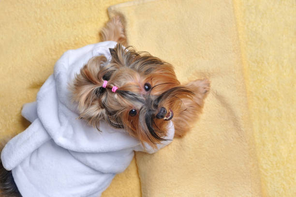 istock Yorkie dog wearing bathrobe laying on towel 1421993967