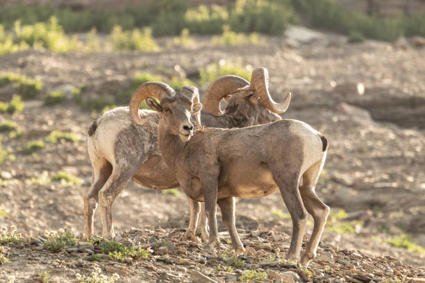 istock Two Big Horn Sheep Pose On Rocky Outcropping 1421993979