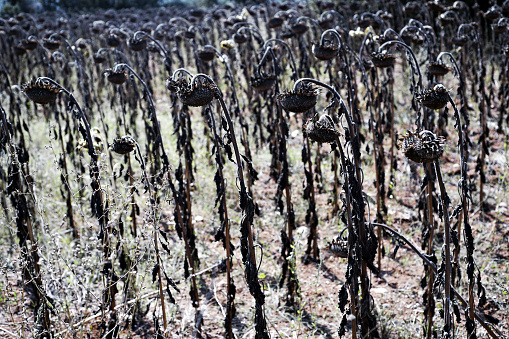 Weathered and dried sunflowers on a field