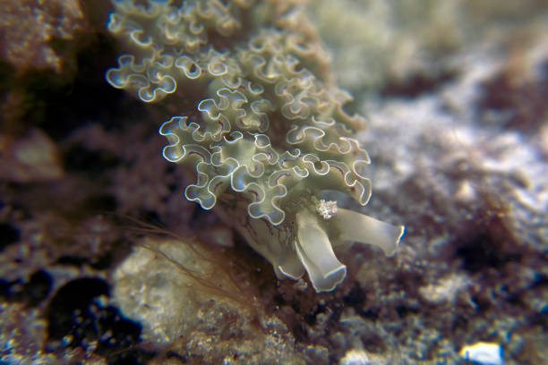 istock A Lettuce Sea Slug (Elysia crispata) in Cozumel, Mexico 1421995208