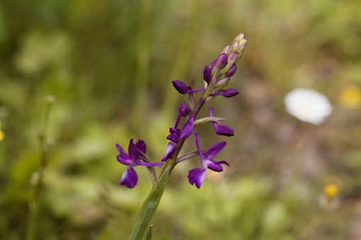 Flower of a meadow orchid, Anacamptis laxiflora