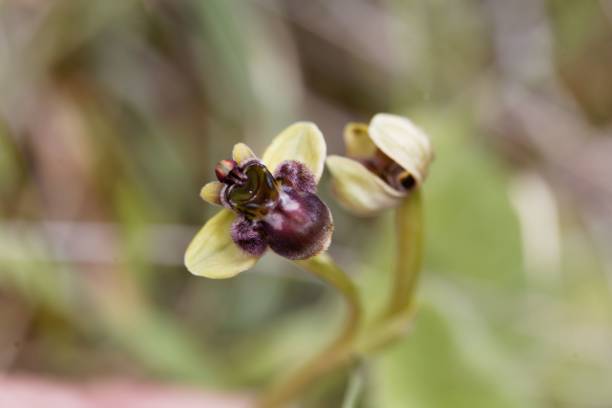 istock Bumblebee orchid, Ophrys bombyliflora 1421996071