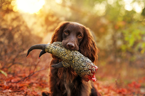Little spaniel dog at the hunting with dinosaur paw