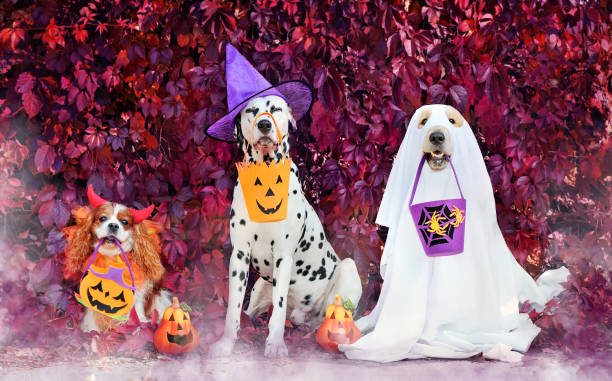 istock Three dogs playing Halloween trick or treat 1421996839