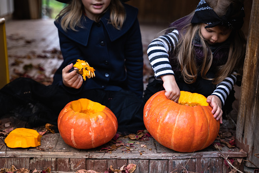 Little girls make jack-o-lantern from big pumpkins for celebratiion of halloween holiday.Witch costume, hat, coat. Cut with knife,take out pulp with seeds.Outdoors activity, backyard.Children's party.