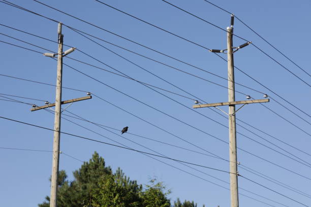 istock A Crow on a Power Line in Surrey, Canada 1421997356