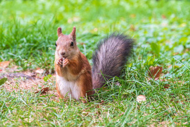 istock Autumn squirrel with nut sits on green grass with fallen yellow leaves 1421997388