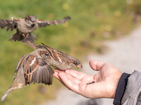 A woman feeds birds from the palm of her hand. A bird sits on a woman's hand and eats seeds. Caring for animals in autumn or winter.