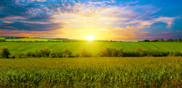 istock Corn field and beautiful sunset. Wide photo. 1421997730