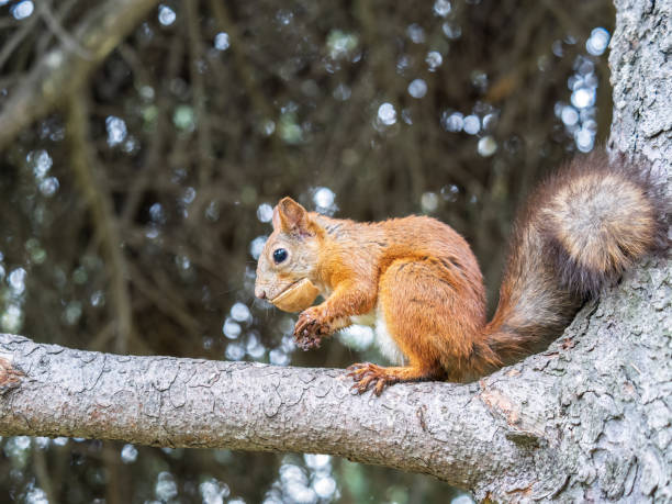 istock The squirrel with nut sits on tree in the winter or autumn. Eurasian red squirrel, Sciurus vulgaris. 1421999359