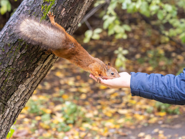 istock The boy feeds a squirrel with nuts from a hand in the wood 1421999377