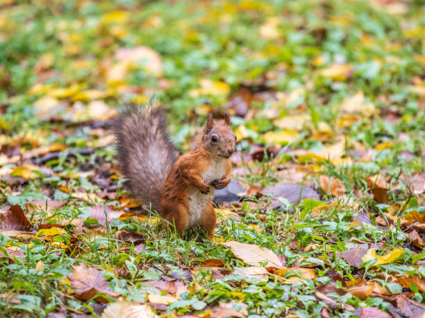 istock Autumn Squirrel standing on its hind legs on on green grass with fallen yellow leaves 1421999393