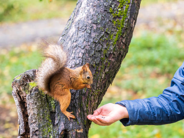 istock The boy feeds a squirrel with nuts from a hand in the wood 1421999396