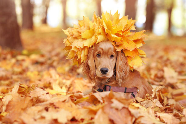 istock Laying english spaniel wearing autumn leafs crown 1422000971