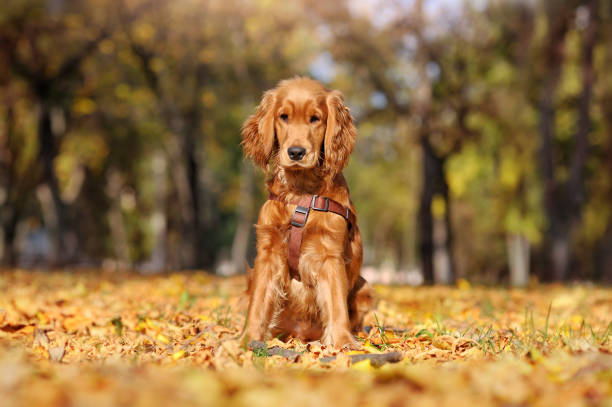 istock Red english spaniel sitting on fallen autumn leafs 1422000977
