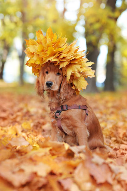 istock Sitting english spaniel with autumn leafs crown 1422000992