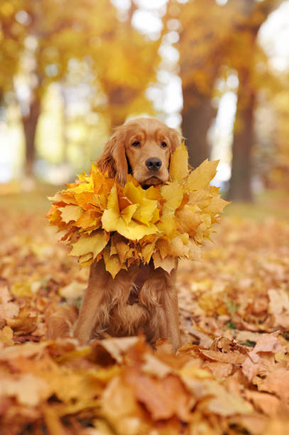 istock Sitting spaniel puppy wearing leafs wreath on neck 1422001003