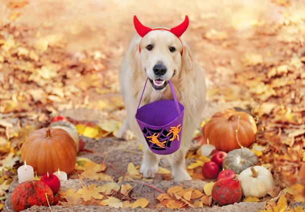 perro en cuernos de diablo de halloween jugando truco o trato en el porche decorado - golden retriever dog autumn leaf fotografías e imágenes de stock