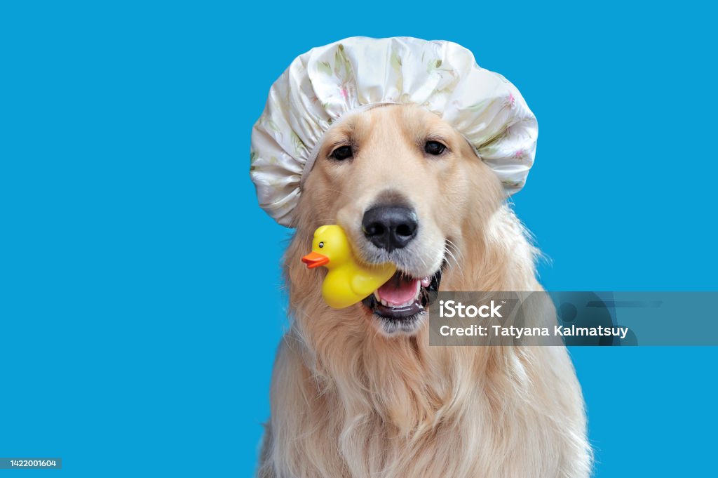 Close-up portrait of a golden retriever in a shower hat Dog Stock Photo