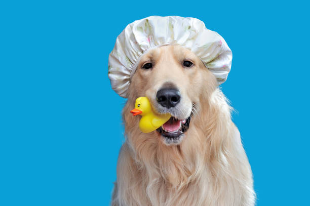 Close-up portrait of a golden retriever in a shower hat Close-up portrait of a golden retriever in a shower hat pet grooming salon stock pictures, royalty-free photos & images