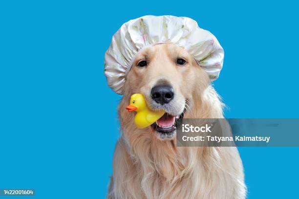 Closeup Portrait Of A Golden Retriever In A Shower Hat Stock Photo - Download Image Now