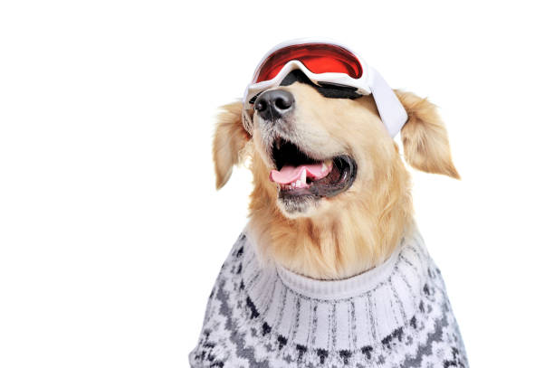 istock Dog in ski goggles looking up to the copy space area 1422001617