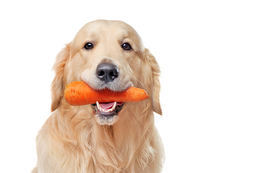 Dog with carrot in mouth isolated on white