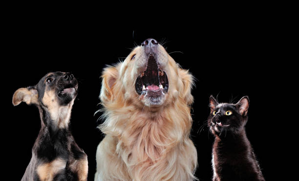istock Dogs and cat looking up to the copy space area 1422001623