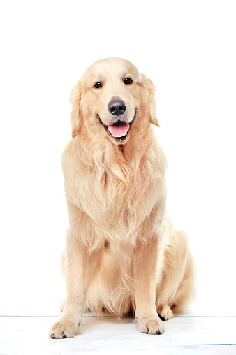 Full length picture of a sitting golden retriever