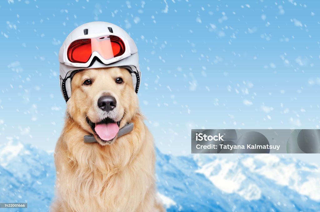 Golden retriever in a helmet against snowy mountains background Ski Goggles Stock Photo