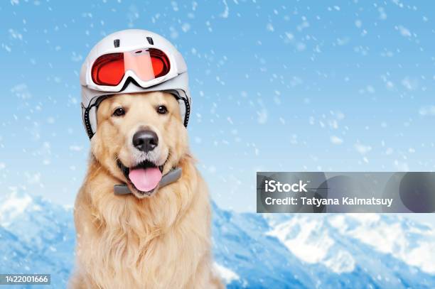 Golden Retriever In A Helmet Against Snowy Mountains Background Stock Photo - Download Image Now