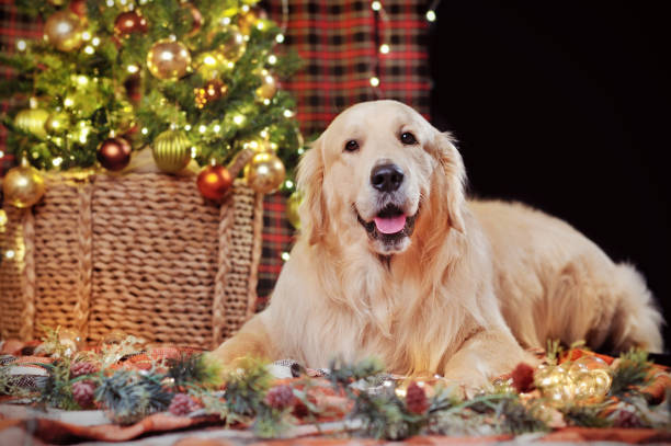 istock Golden retriever laying next to Christmas tree 1422001685