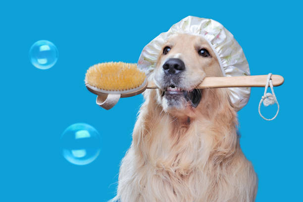 istock Golden retriever with bath sponge looking up 1422001719