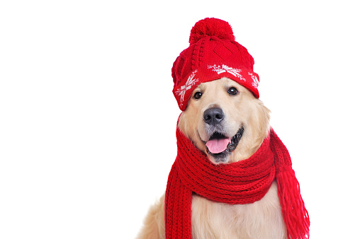 Portrait of golden retriever wearing red hat and scarf